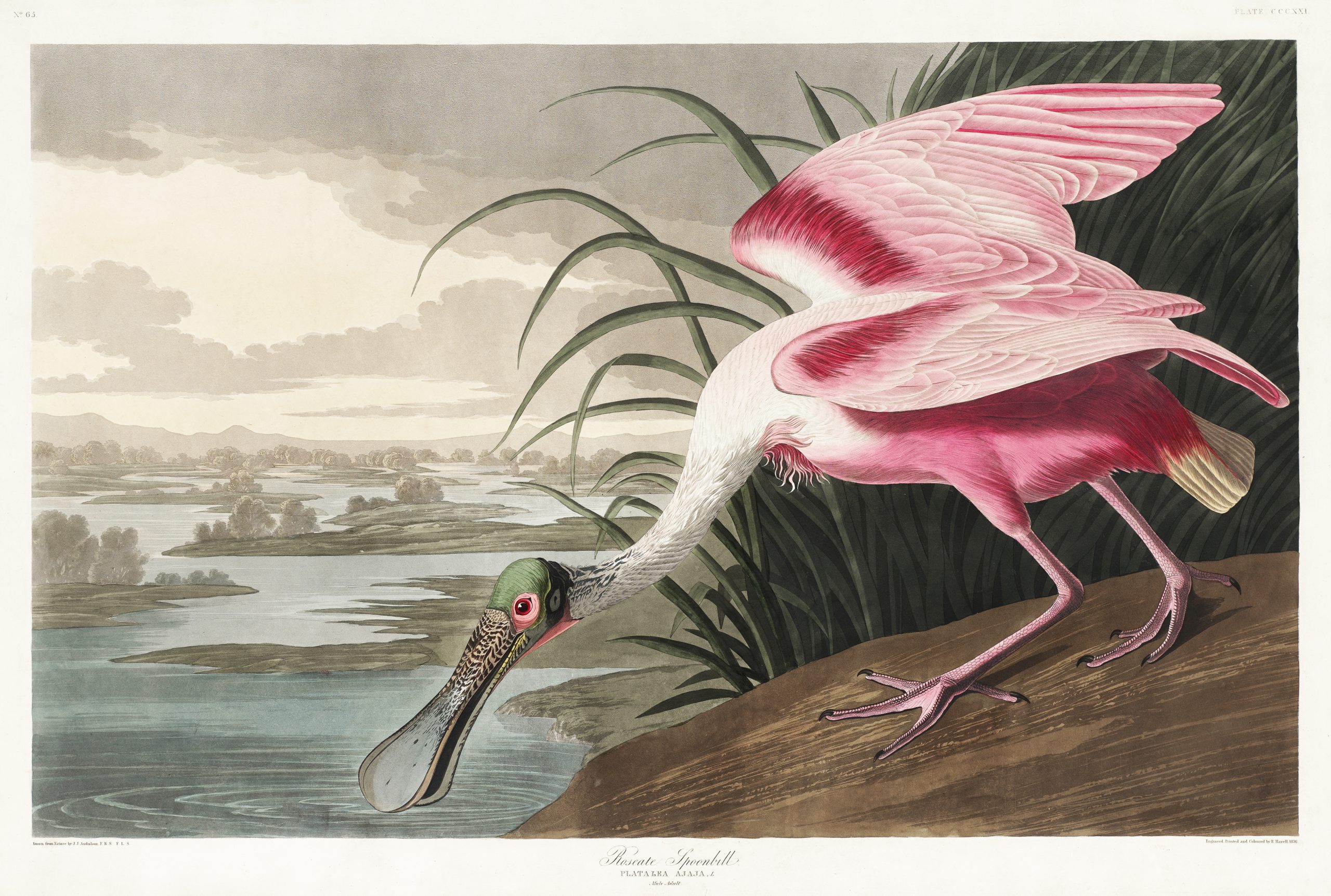 Pink spoonbill bird drinking water from lake