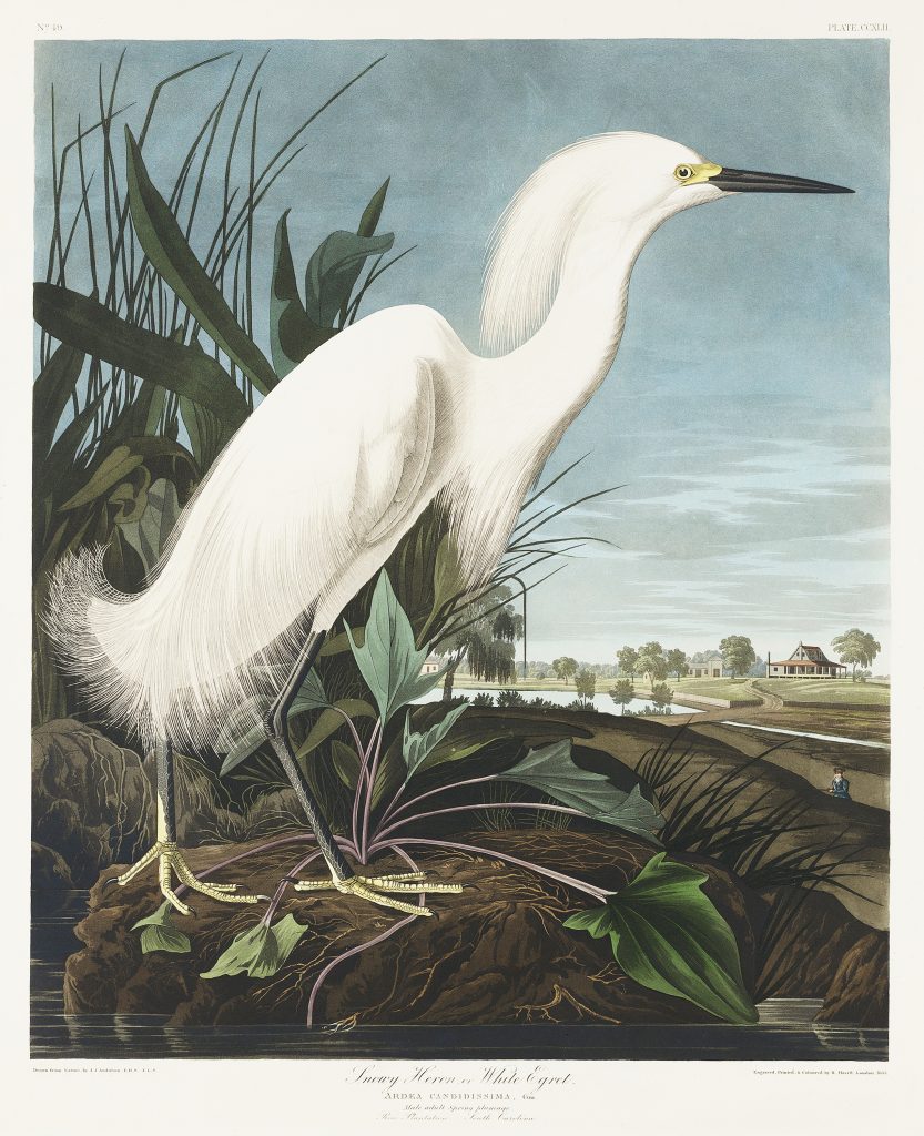 White Bird Blue Sky Background standing in reeds