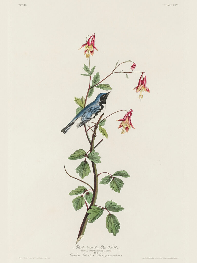 Black-throated Blue Warbler from Birds of America (1827) by John James Audubon, etched by William Home Lizars.